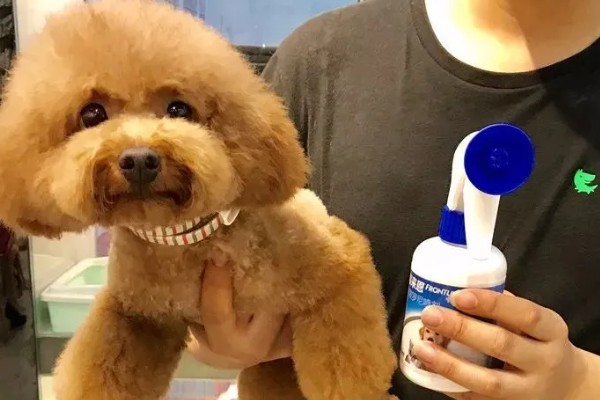 狗身上有跳蚤如何处理，使用体外驱虫药有疗效