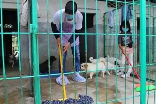 狗身上有跳蚤如何处理，使用体外驱虫药有疗效