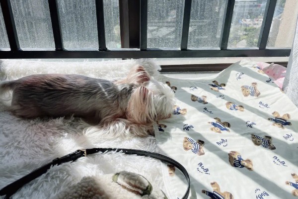 狗身上有跳蚤如何处理，使用体外驱虫药有疗效