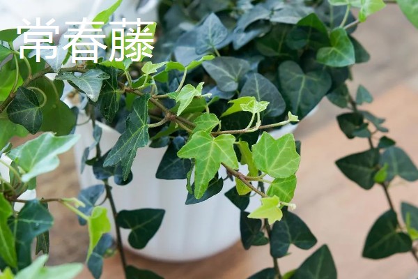 有哪些不开花的植物，有常春藤、散尾葵等