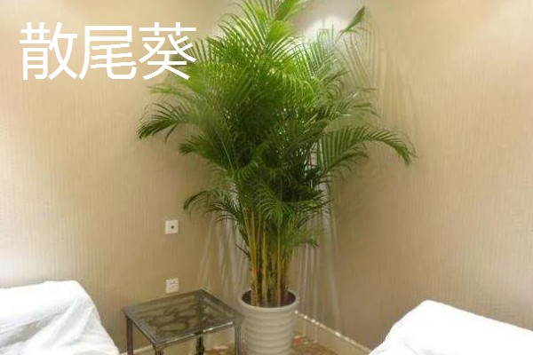 有哪些不开花的植物，有常春藤、散尾葵等