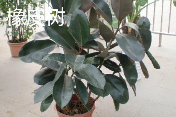 有哪些不开花的植物，有常春藤、散尾葵等