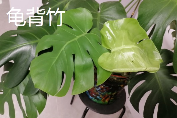 有哪些不开花的植物，有常春藤、散尾葵等