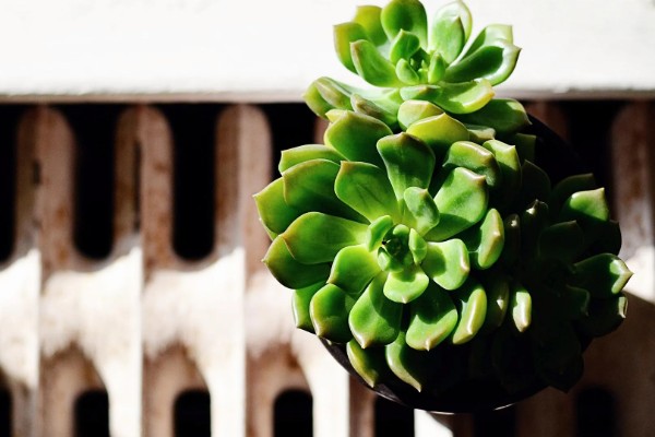 有哪些不开花的植物，有常春藤、散尾葵等