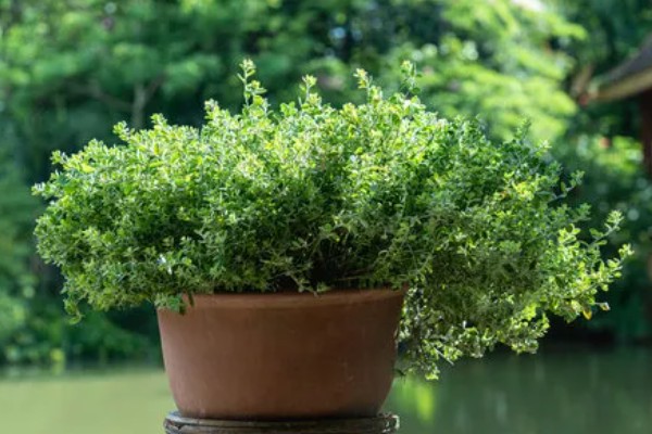 有哪些不开花的植物，有常春藤、散尾葵等