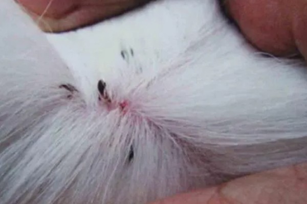 狗身上有跳蚤如何处理，使用体外驱虫药有疗效