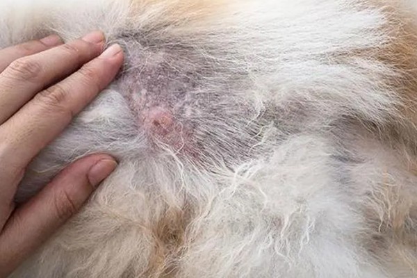 狗身上有跳蚤如何处理，使用体外驱虫药有疗效