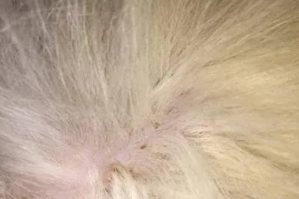 狗身上有跳蚤如何处理，使用体外驱虫药有疗效