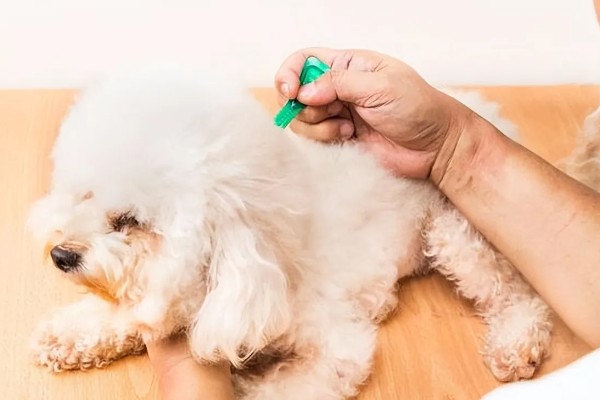 狗身上有跳蚤如何处理，使用体外驱虫药有疗效