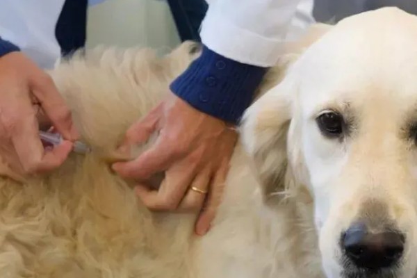 狗身上有跳蚤如何处理，使用体外驱虫药有疗效