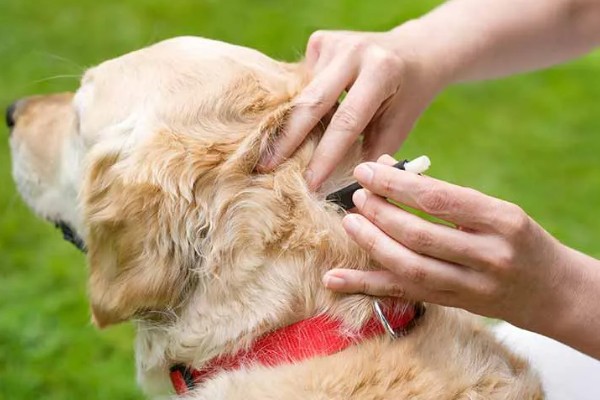 狗身上有跳蚤如何处理，使用体外驱虫药有疗效