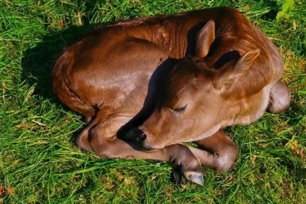 科学养牛的方法，选择良种是获得效益的关键