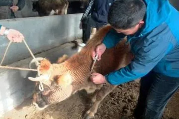 科学养牛的方法，选择良种是获得效益的关键