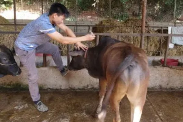 科学养牛的方法，选择良种是获得效益的关键