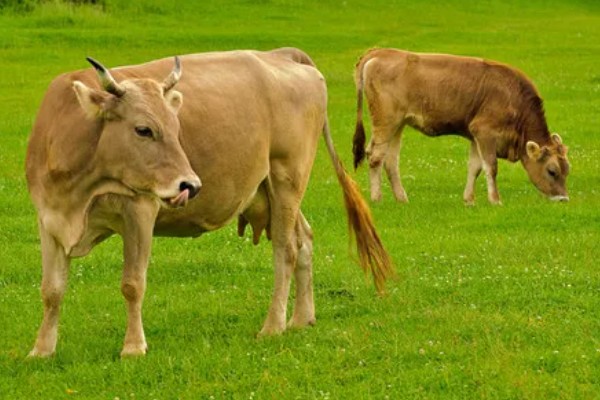 科学养牛的方法，选择良种是获得效益的关键