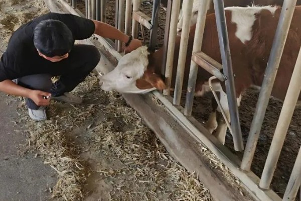 科学养牛的方法，选择良种是获得效益的关键