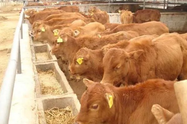 科学养牛的方法，选择良种是获得效益的关键