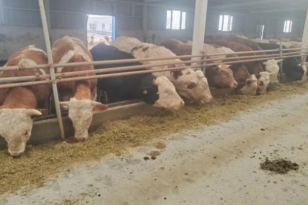 科学养牛的方法，选择良种是获得效益的关键