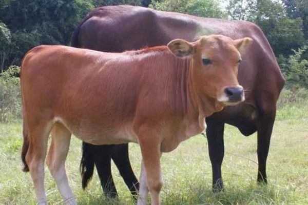 科学养牛的方法，选择良种是获得效益的关键