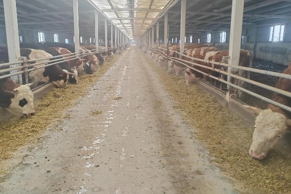 科学养牛的方法，选择良种是获得效益的关键