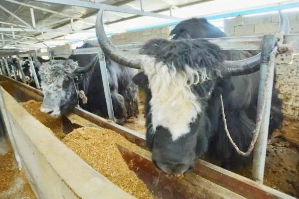 科学养牛的方法，选择良种是获得效益的关键