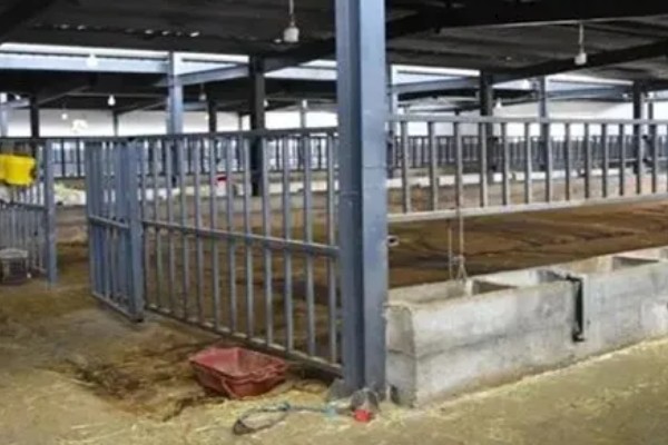 科学养牛的方法，选择良种是获得效益的关键