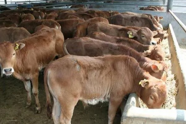 科学养牛的方法，选择良种是获得效益的关键