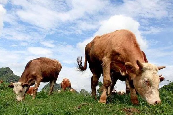 科学养牛的方法，选择良种是获得效益的关键