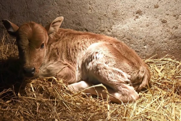 科学养牛的方法，选择良种是获得效益的关键