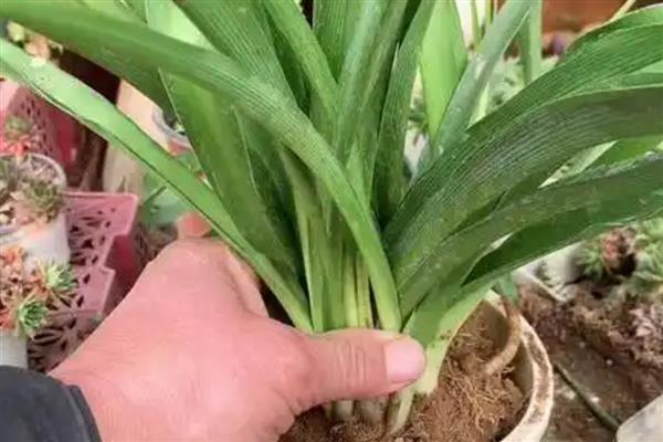 吊兰叶子发软如何补救，可以及时进行松土换盆