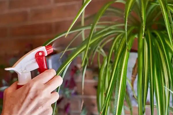 吊兰叶子发软如何补救，可以及时进行松土换盆