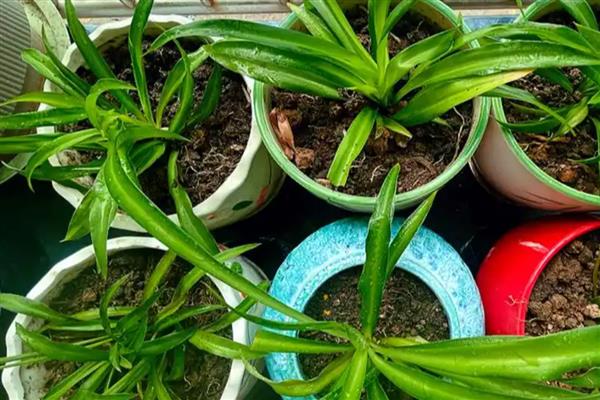 吊兰叶子发软如何补救，可以及时进行松土换盆