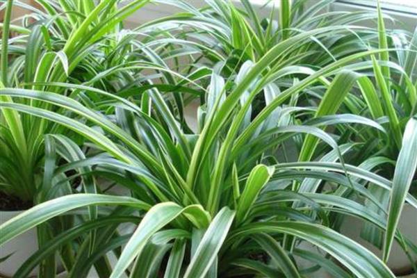吊兰叶子发软如何补救，可以及时进行松土换盆
