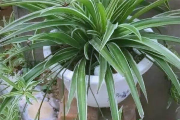 吊兰叶子发软如何补救，可以及时进行松土换盆