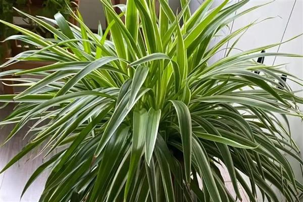 吊兰叶子发软如何补救，可以及时进行松土换盆