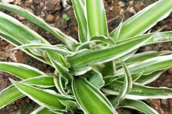吊兰叶子发软如何补救，可以及时进行松土换盆