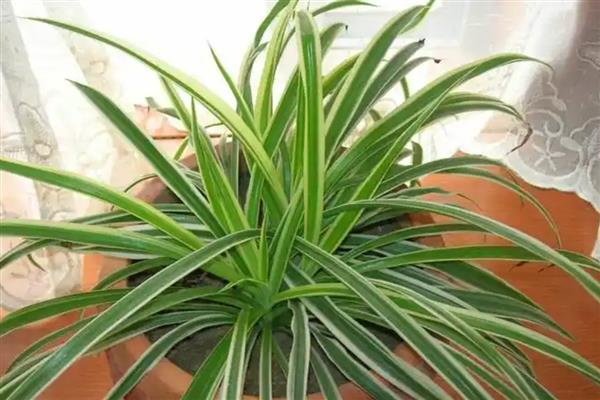 吊兰叶子发软如何补救，可以及时进行松土换盆