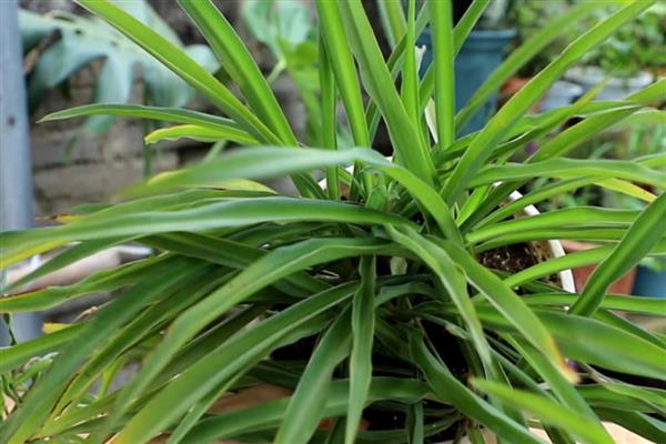 吊兰叶子发软如何补救，可以及时进行松土换盆