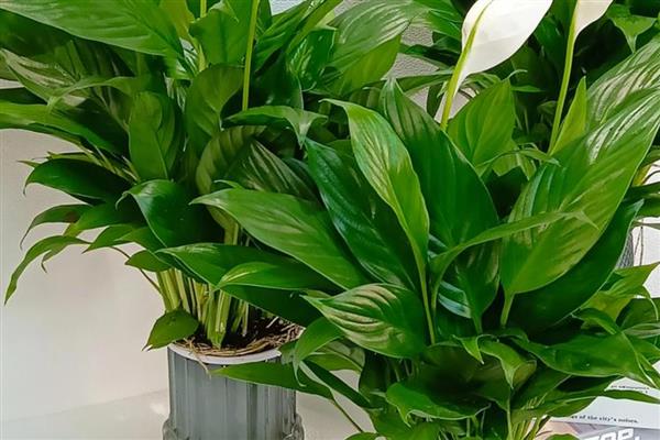 白掌有哪些特点,几乎一年四季均可开花