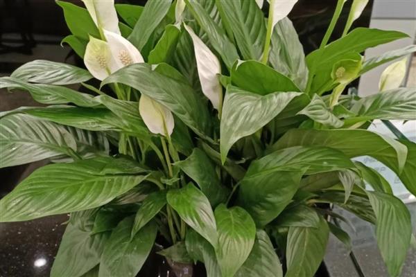 白掌有哪些特点,几乎一年四季均可开花