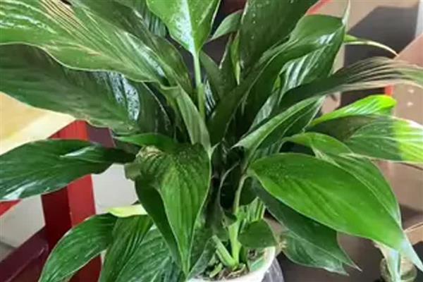 白掌有哪些特点,几乎一年四季均可开花