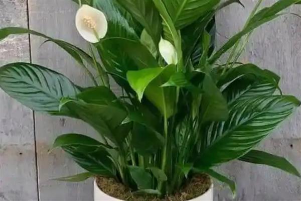 白掌有哪些特点,几乎一年四季均可开花