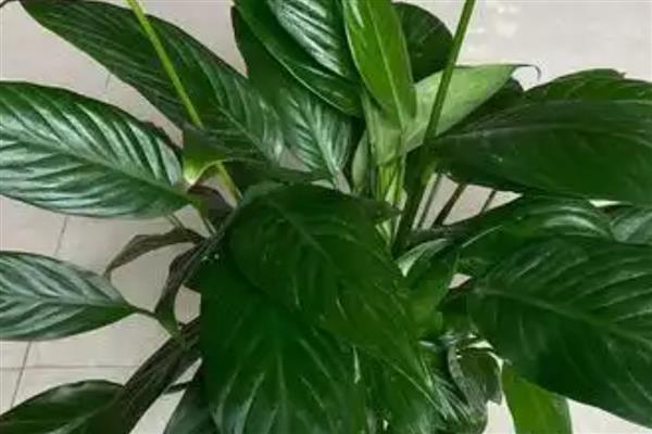 白掌有哪些特点,几乎一年四季均可开花