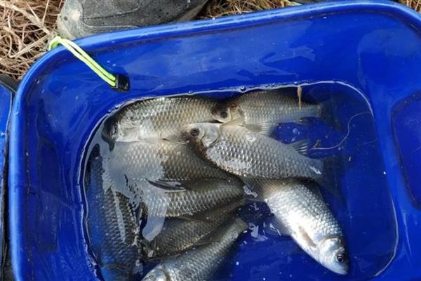 钓鲫鱼如何搭配窝料，可将各种谷物掺在一起并加水搅拌