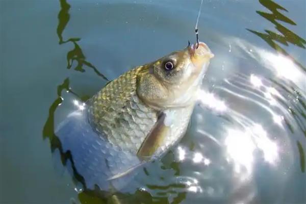 钓鲫鱼如何搭配窝料，可将各种谷物掺在一起并加水搅拌