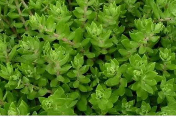 垂盆草的别称,具有石指甲、佛指甲等叫法