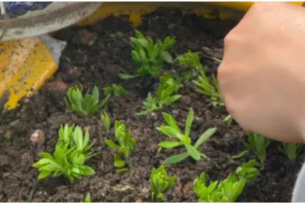 垂盆草的别称,具有石指甲、佛指甲等叫法