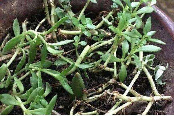 垂盆草的别称,具有石指甲、佛指甲等叫法