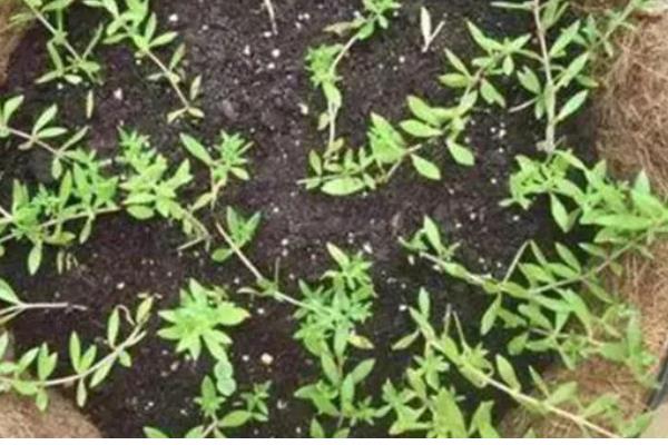 垂盆草的别称,具有石指甲、佛指甲等叫法