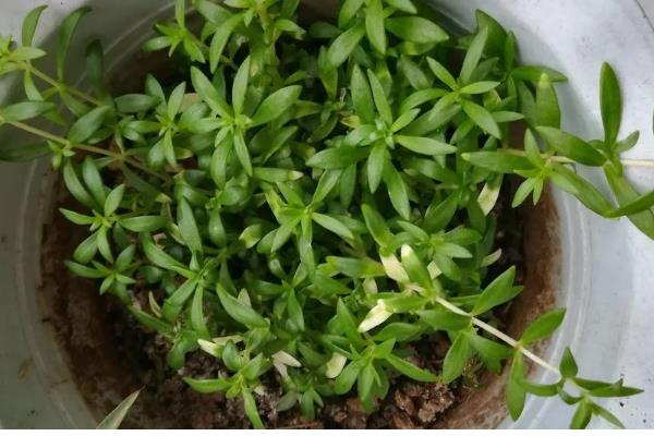 垂盆草的别称,具有石指甲、佛指甲等叫法